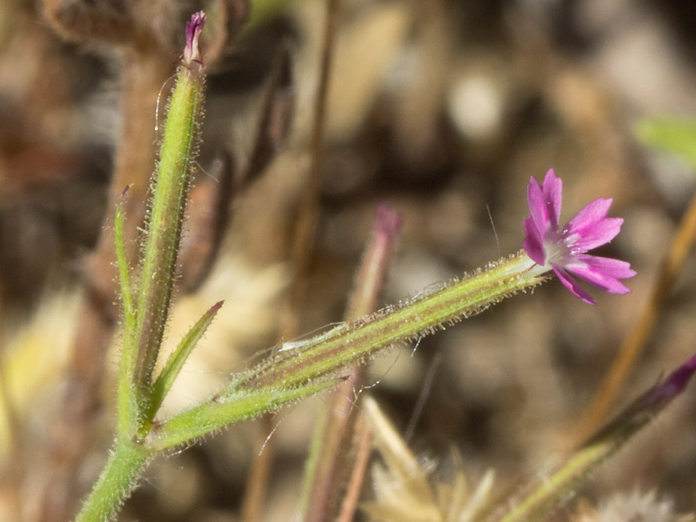 Clavelillo seco (Velezia rigida L.). Dianthus nudiflorus Griff