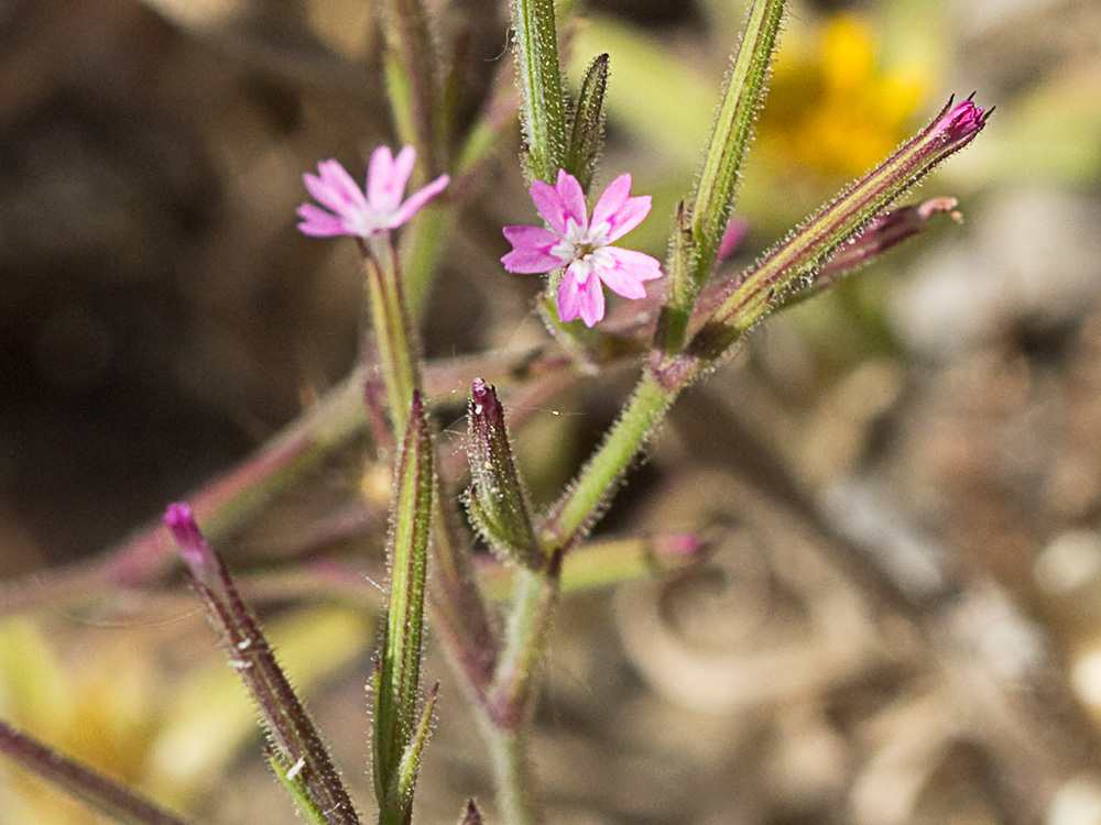 Clavelillo seco (Velezia rigida L.). Dianthus nudiflorus Griff