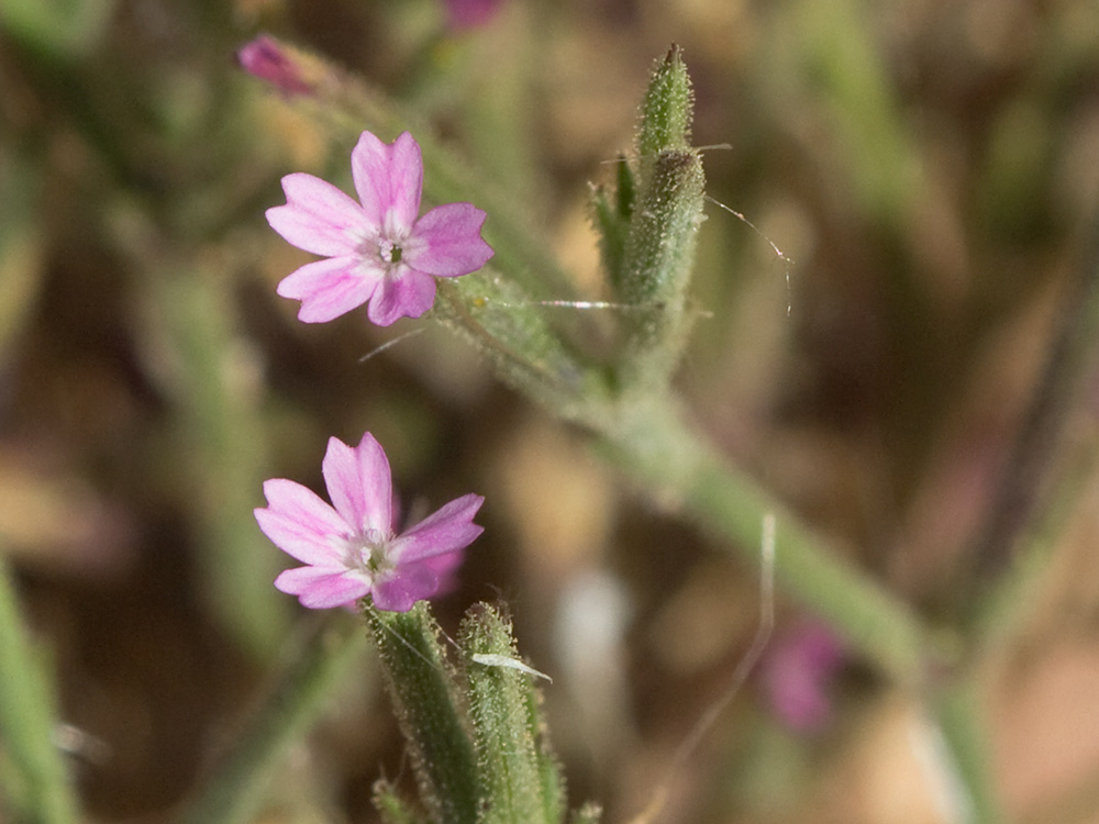 Clavelillo seco (Velezia rigida L.). Dianthus nudiflorus Griff