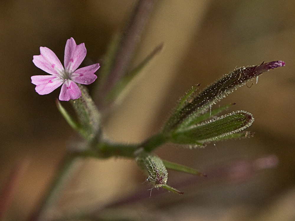 Clavelillo seco (Velezia rigida L.). Dianthus nudiflorus Griff