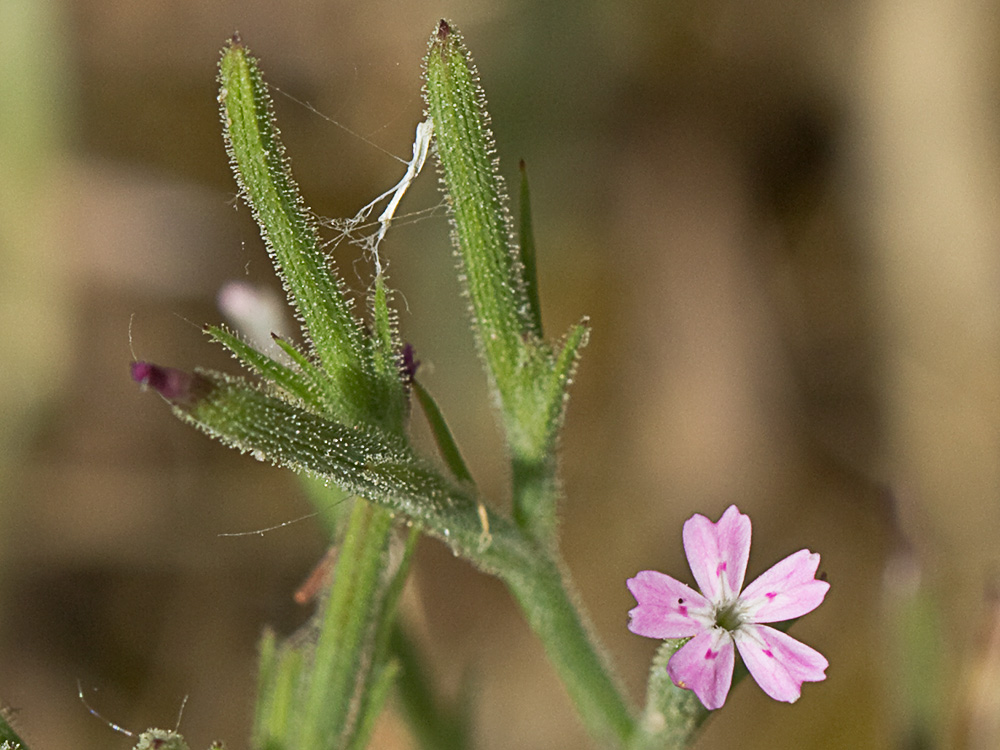 Clavelillo seco (Velezia rigida L.). Dianthus nudiflorus Griff