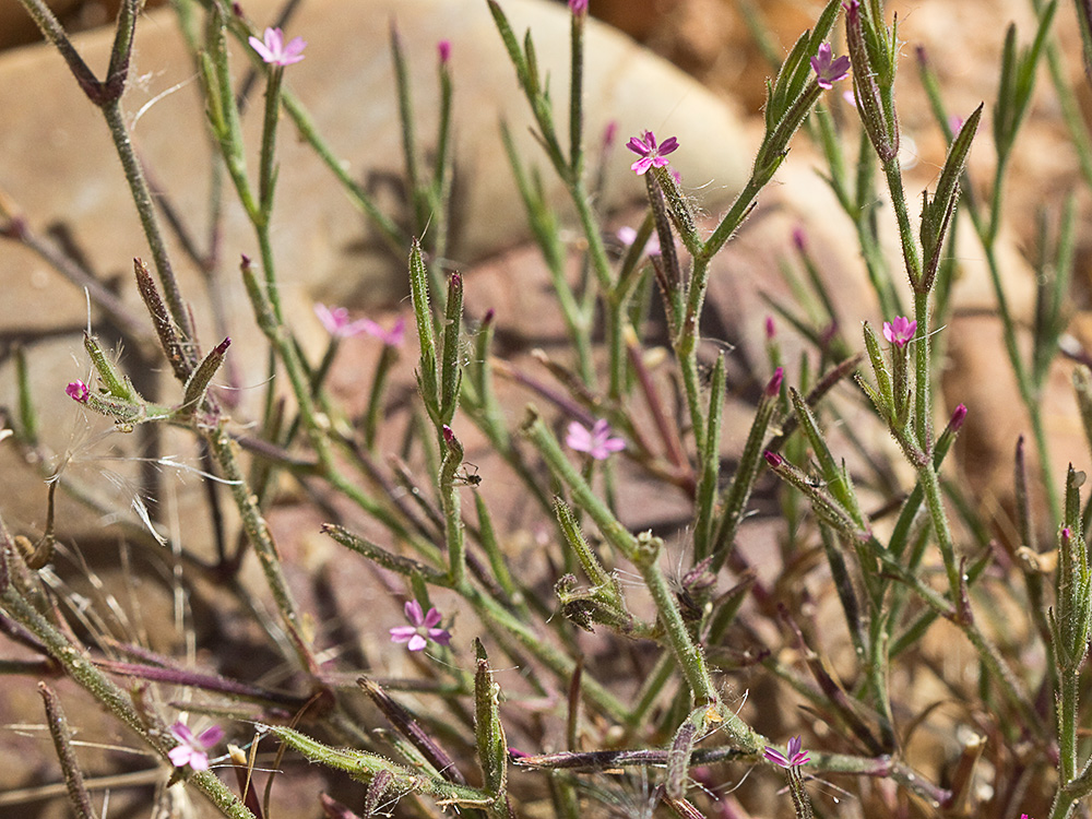 Clavelillo seco (Velezia rigida L.). Dianthus nudiflorus Griff