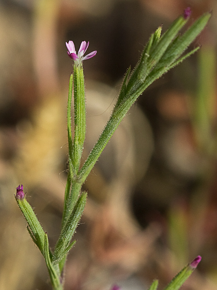 Clavelillo seco (Velezia rigida L.). Dianthus nudiflorus Griff