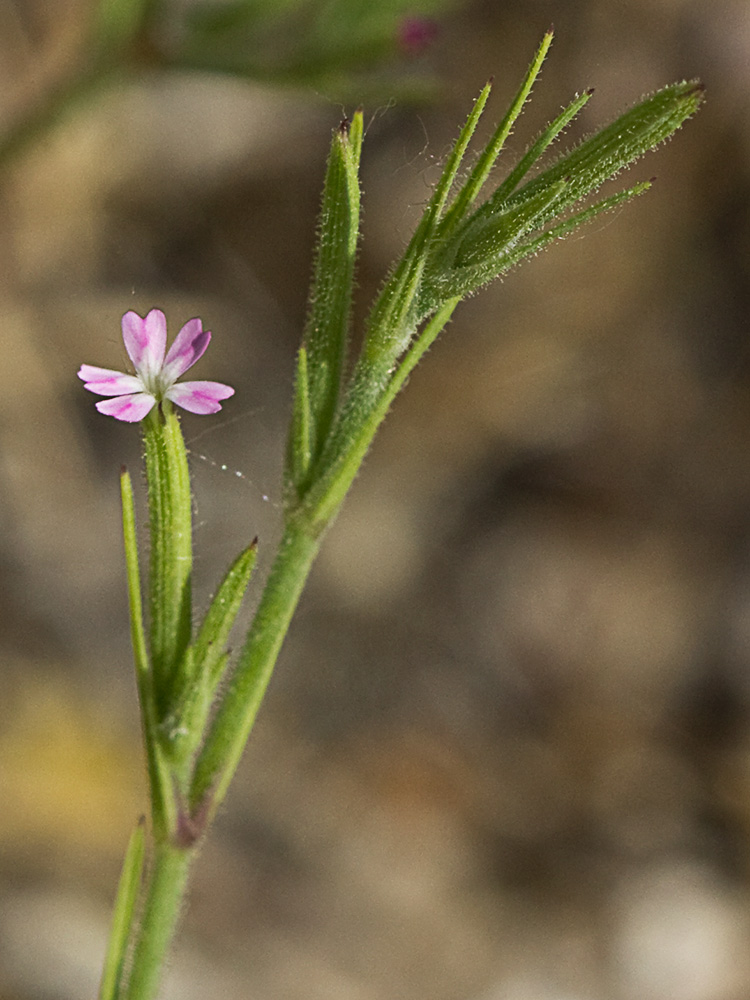 Clavelillo seco (Velezia rigida L.). Dianthus nudiflorus Griff