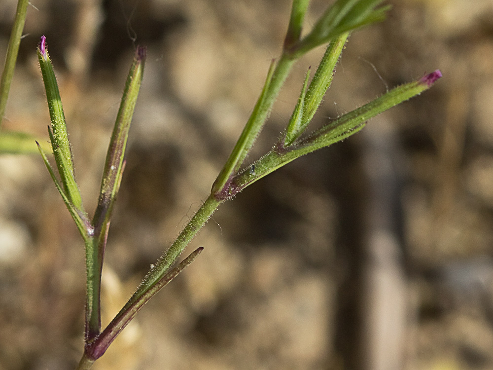 Clavelillo seco (Velezia rigida L.). Dianthus nudiflorus Griff