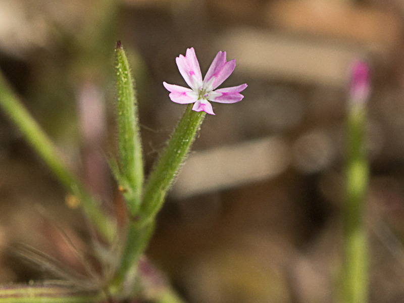 Clavelillo seco (Velezia rigida L.). Dianthus nudiflorus Griff