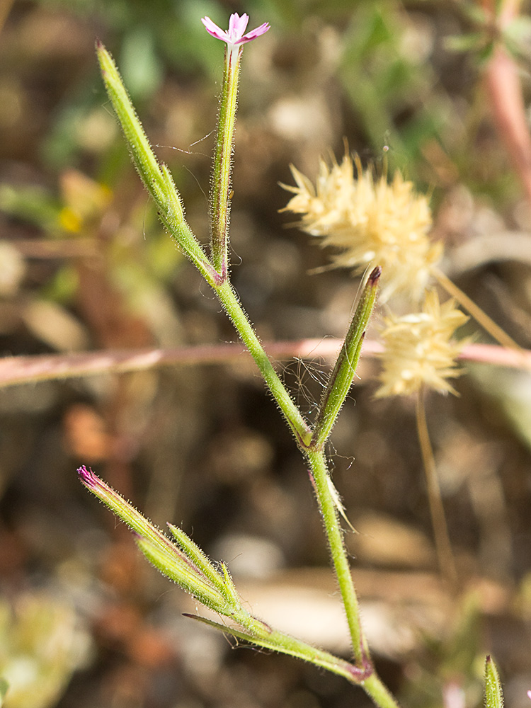 Clavelillo seco (Velezia rigida L.). Dianthus nudiflorus Griff