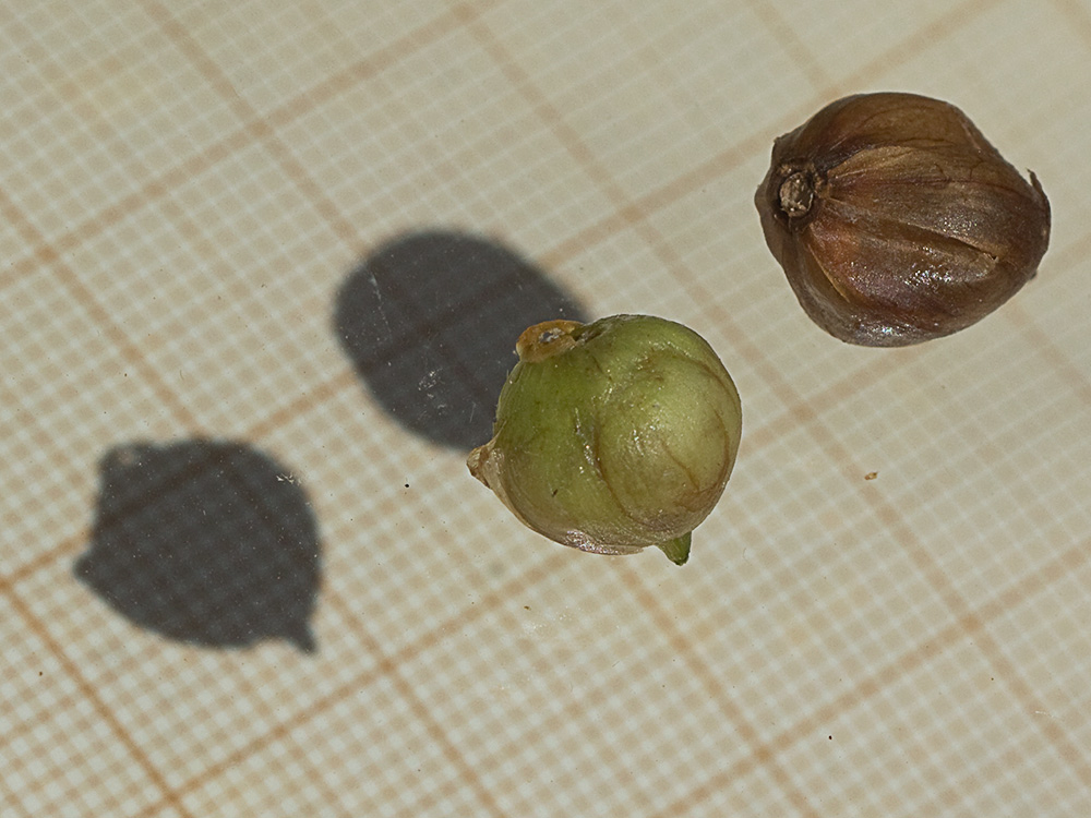 Cápsulas del fruto aún verde de la Correhuela mayor (Calystegia sepium)
