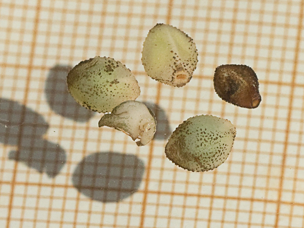 Semillas de la Campanilla (Convolvulus arvensis)