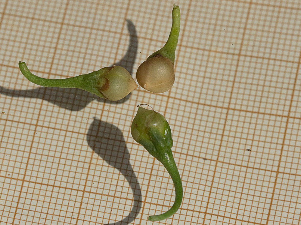 Cápsulas frutales de la flor de la Campanilla (Convolvulus arvensis)
