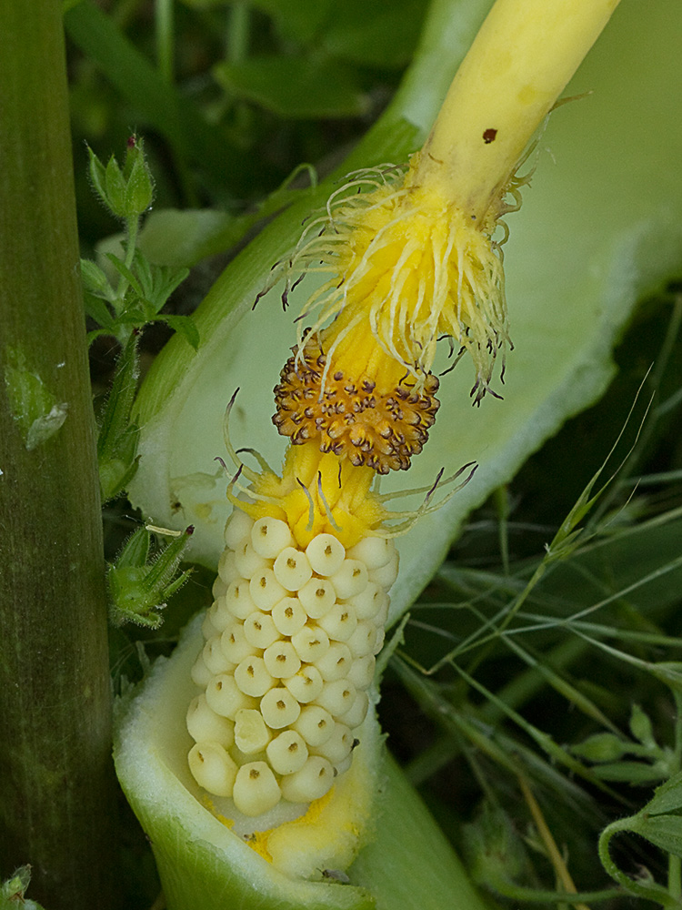 Espádice del Aro. Arum italicum 