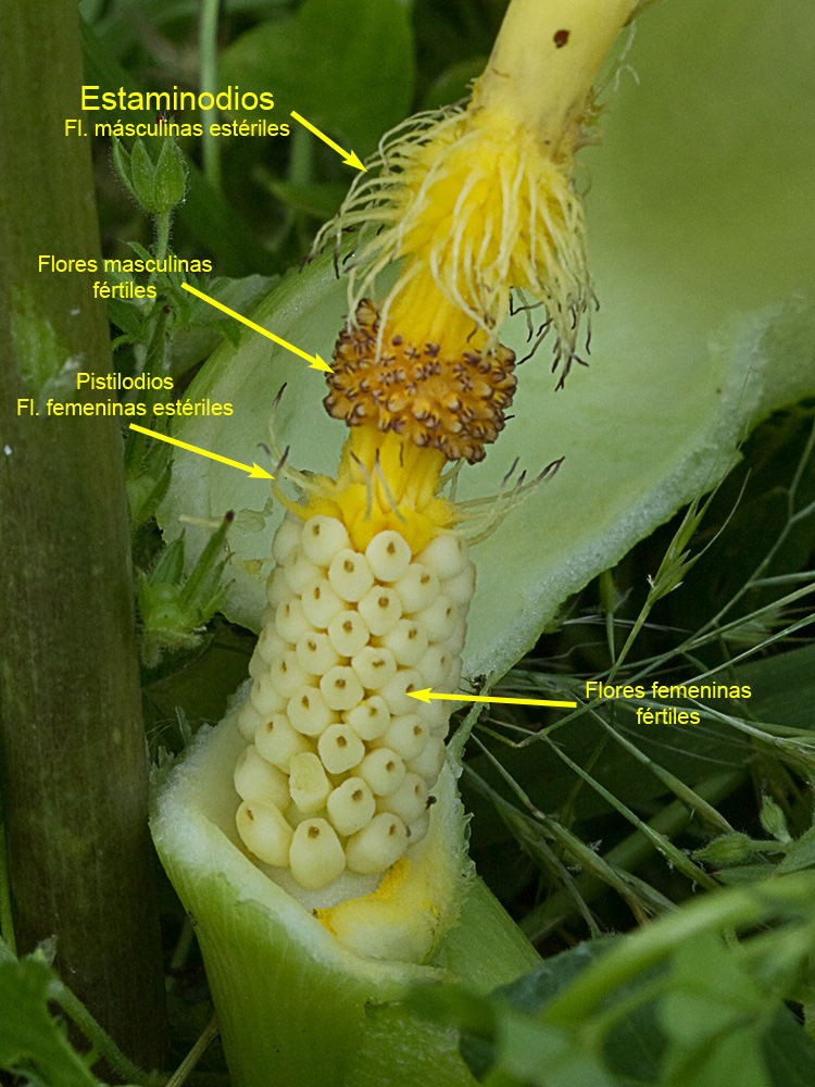 Partes del Espádice del Aro. Arum italicum 