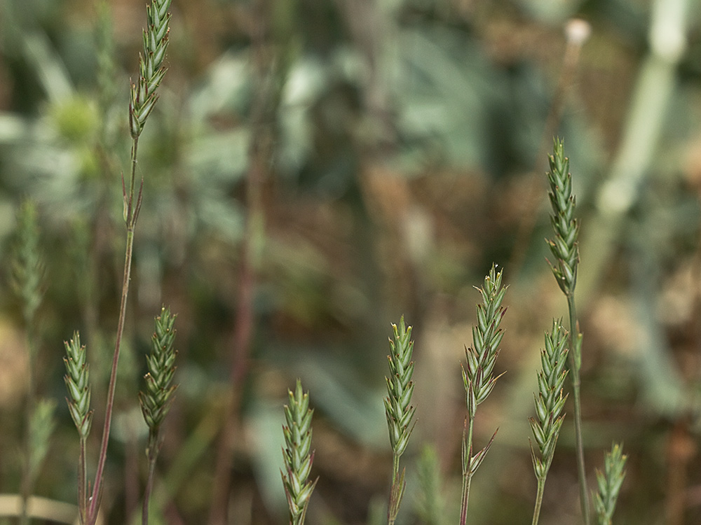 Espigadilla (Crucianella angustifolia)