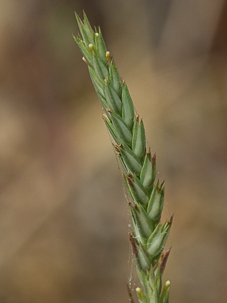 Espigadilla (Crucianella angustifolia)