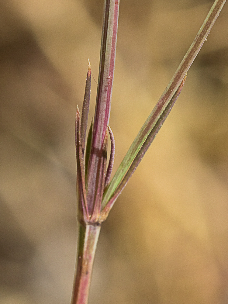 Espigadilla (Crucianella angustifolia)