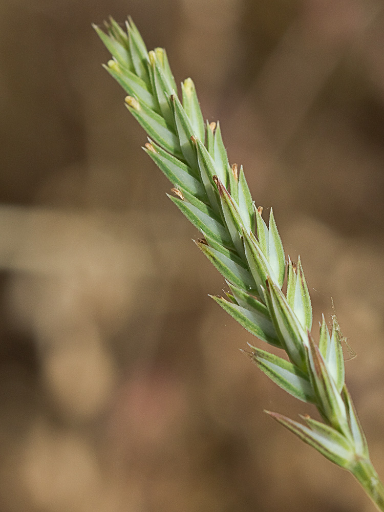 Espigadilla (Crucianella angustifolia)