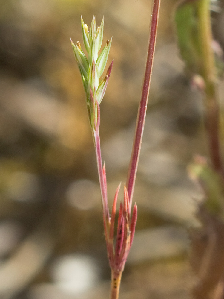 Espigadilla (Crucianella angustifolia)