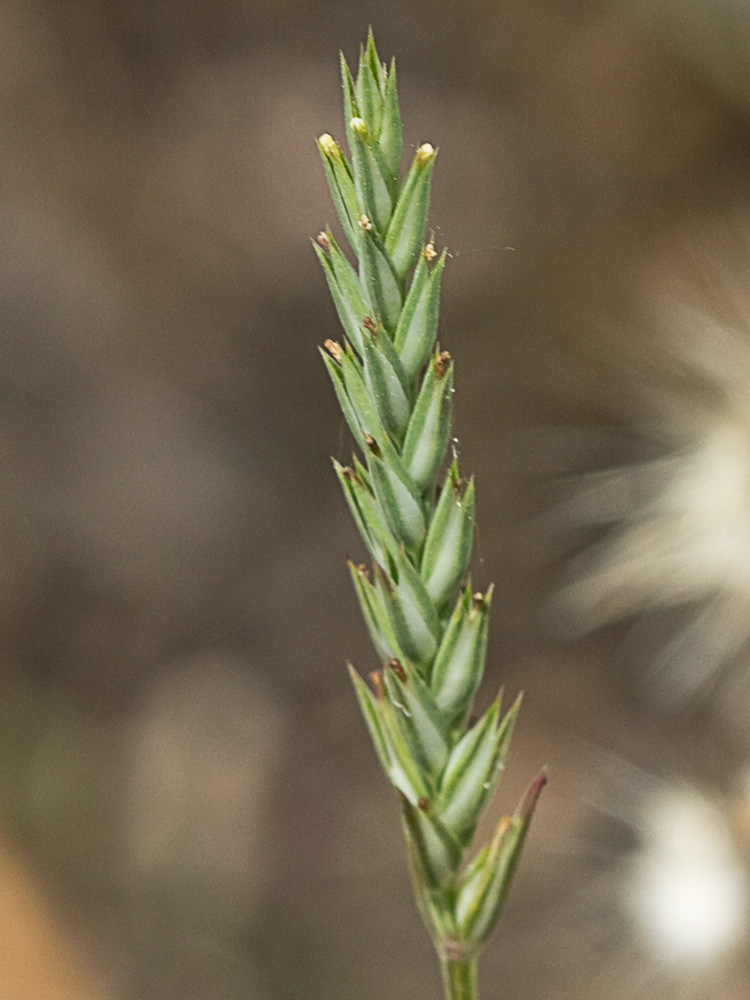 Espigadilla (Crucianella angustifolia)