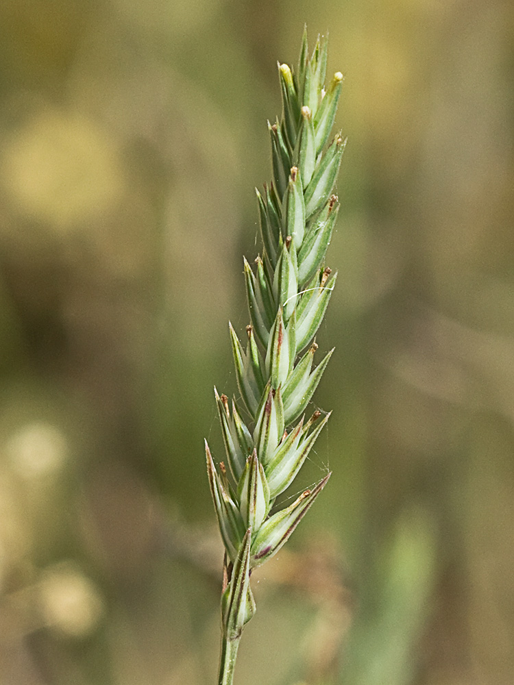 Espigadilla (Crucianella angustifolia)