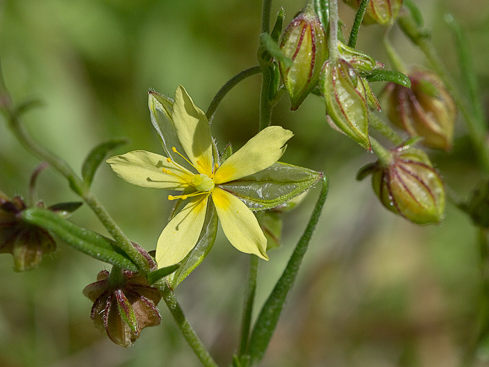 Farolillos, jarilla de hoja de romero (Helianthemum aegyptiacum (L.) Miller)