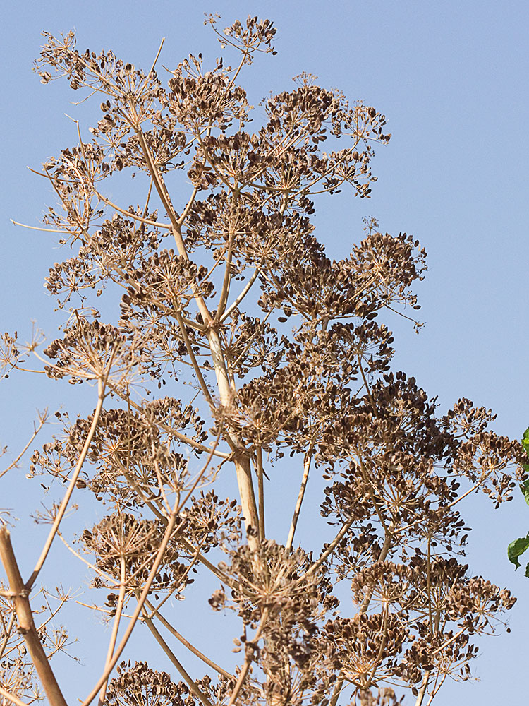 La cañaheja (Ferula communis)