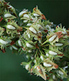 Acedera (Rumex obtusifolius)