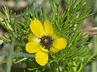 Adonis amarillo, Renículo (Adonis microcarpa)