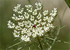 Ameo (Ammi majus)