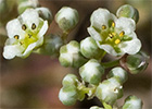 Correcaminos (Corrigiola telephiifolia Pourr.)