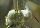Criadillas de ratón (Mercurialis tomentosa L.)