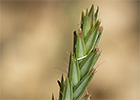 Espigadilla (Crucianella angustifolia)