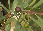 Espino negro (Rhamnus lycioides L.)