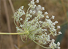 Pimpinela blanca (Pimpinella saxifraga)