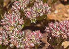 Policarpón (Polycarpon tetraphyllum (L.) L. subsp. diphyllum (Cav.))