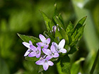 Revoli (Sherardia arvensis L.)