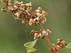 Rumex conglomeratus, romaza aglomerada