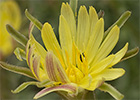 Teta de vaca (Scorzonera angustifolia L.)