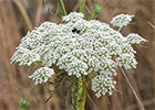 Viznaga (Ammi visnaga), Visnaga daucoides Gaertn