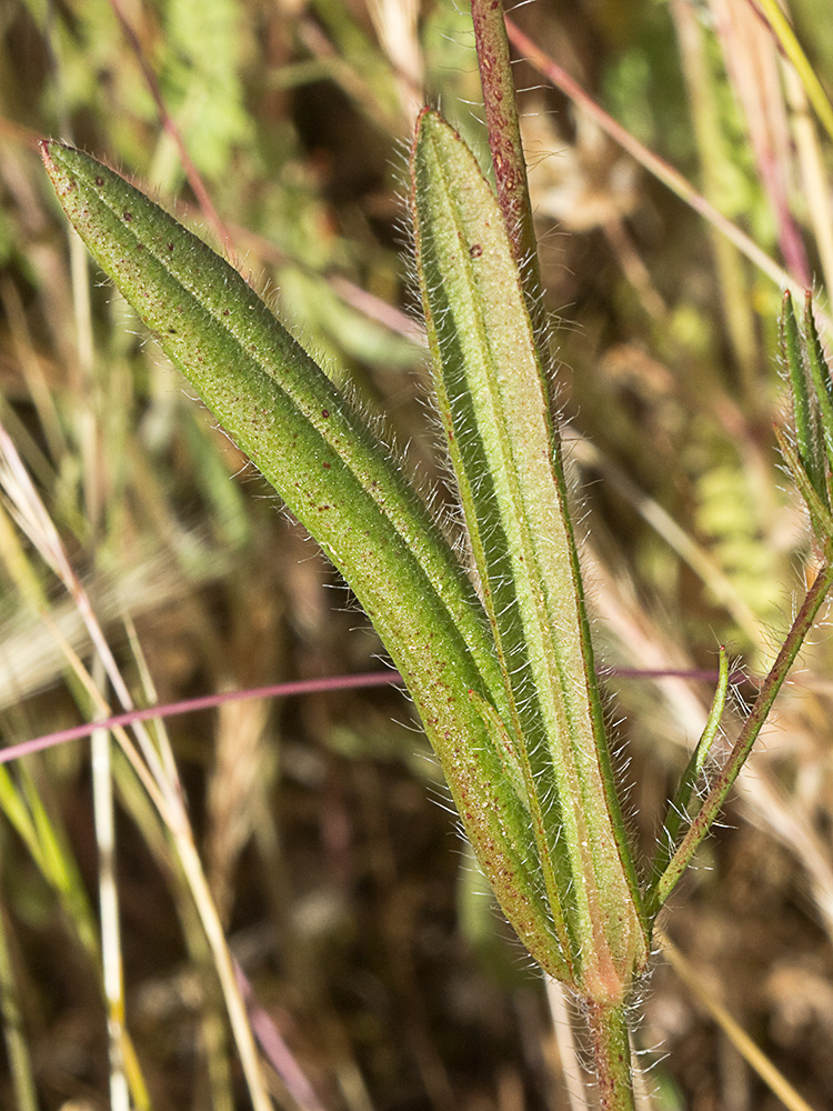 Tuberaria guttata, hierba turmera