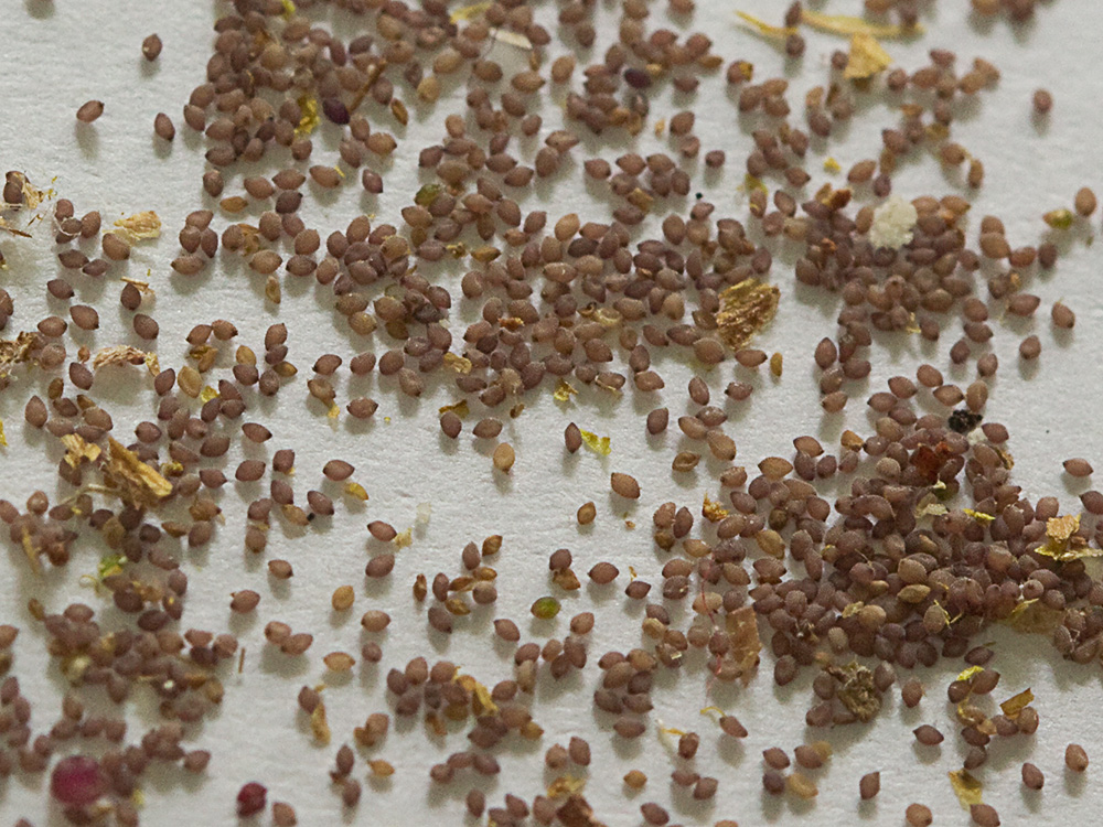 Semillas de la Tuberaria guttata, hierba turmera