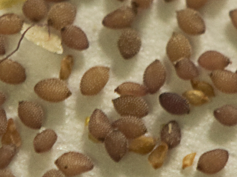Semillas de la Tuberaria guttata, hierba turmera