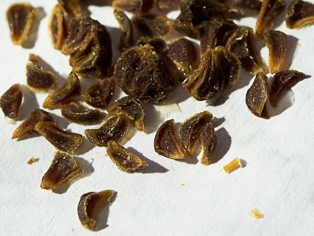Semillas de la Alharma, catarrocines (Peganum harmala)