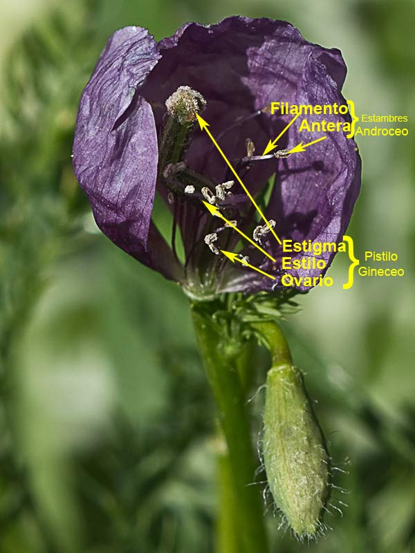 Flora de Malpica de Tajo, Amapola morada (Roemeria hybrida)