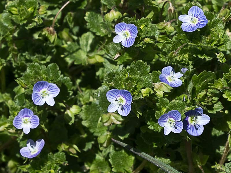Flora de Malpica de Tajo, Azuletes, verónica (Veronica persica)