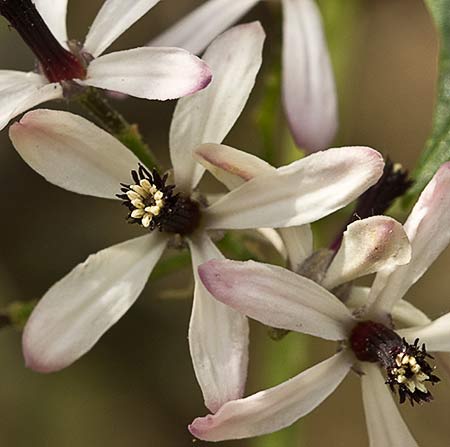 Flor del cinamomo (Melia azedarach)