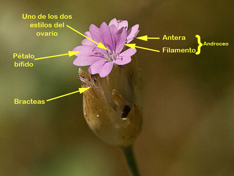 Flora de Malpica de Tajo, Clavelina prolífera (Petrorhagia prolifera)