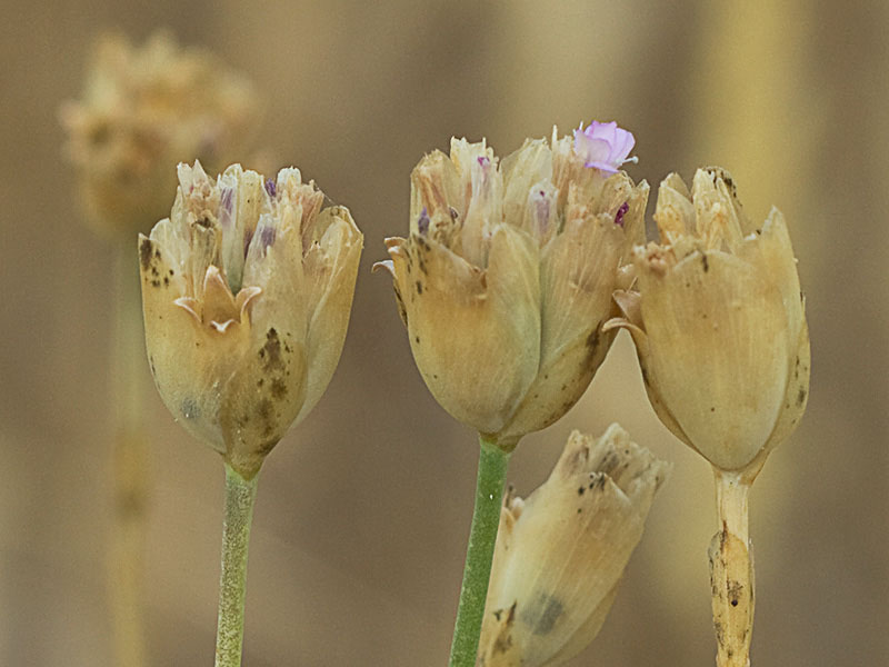 Flora de Malpica de Tajo, Clavelina prolífera (Petrorhagia prolifera)