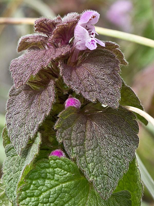 Lamio púrpura u ortiga roja (Lamium purpureum)