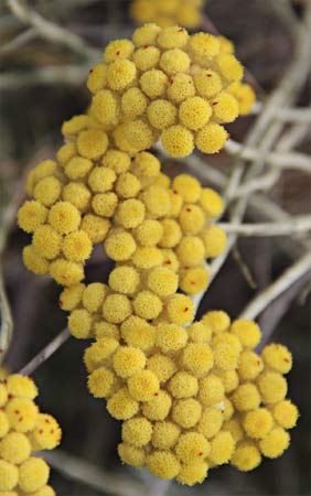 Flora de Malpica de Tajo, Perpetua amarilla, siempreviva (Helichrysum  stoechas)
