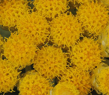 Flora de Malpica de Tajo, Perpetua amarilla, siempreviva (Helichrysum  stoechas)